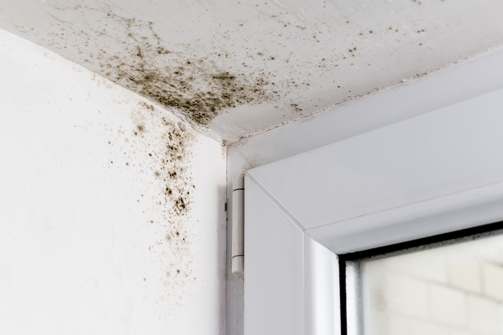 Mold Growth After Winter: Signs and Solutions for Homeowners